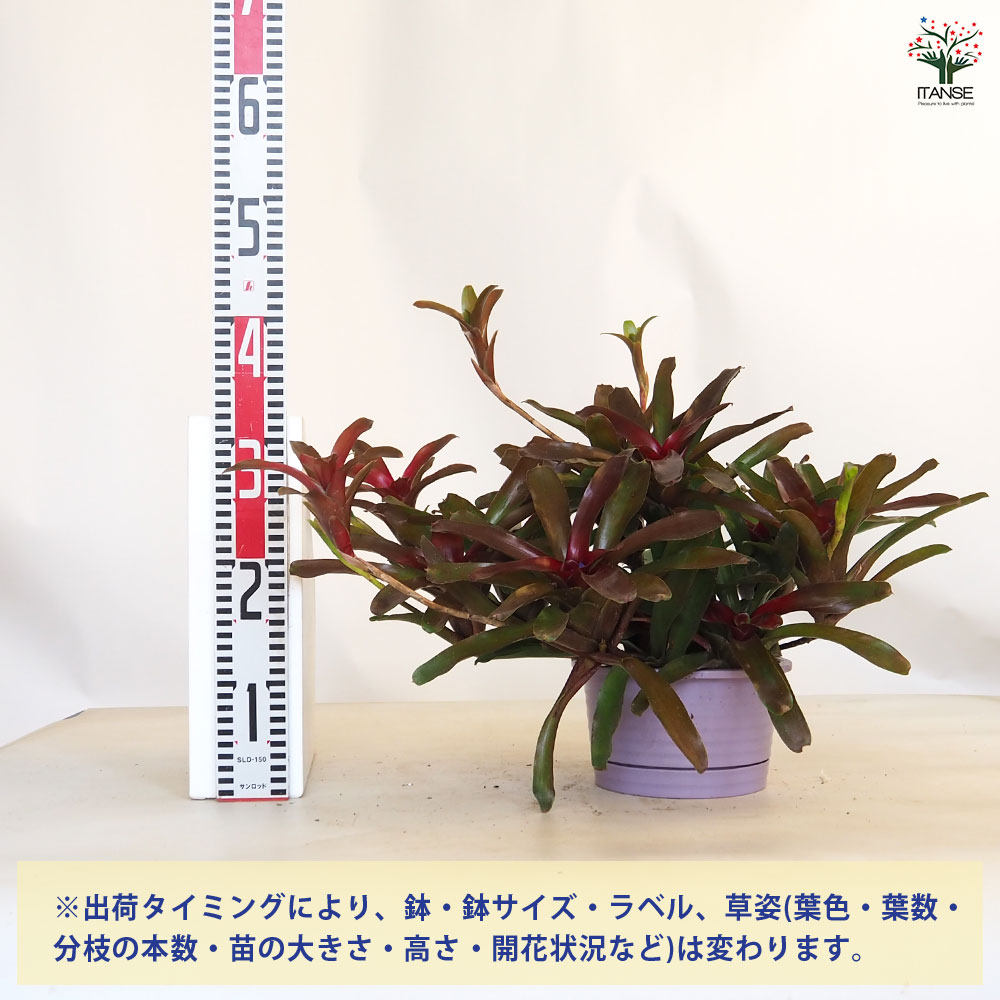 ネオレゲリア 【観葉植物 6号／1個売り】｜ 【植物のITANSE