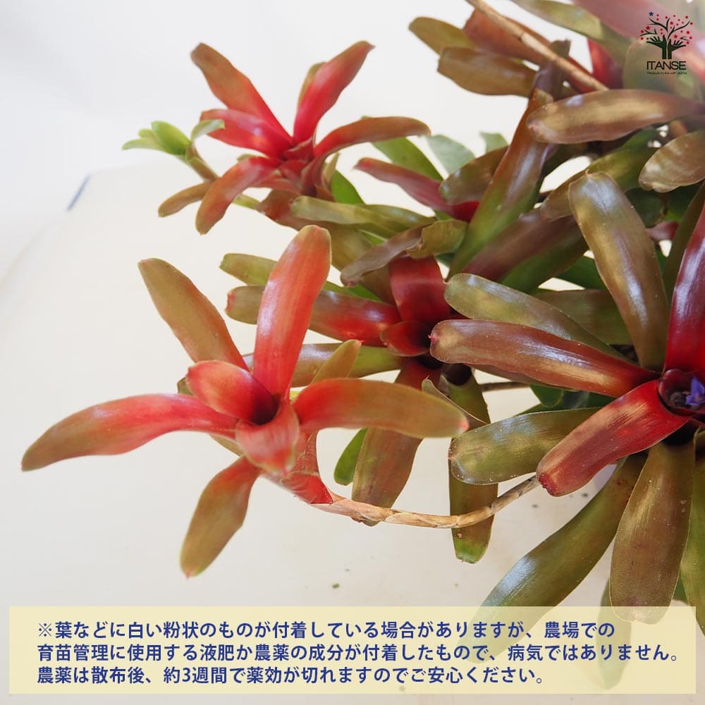 大株 ネオレゲリア ネオレゲリア 【観葉植物 6号／1個売り】｜ 【植物のITANSE