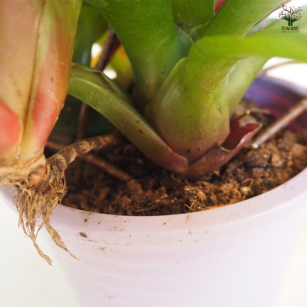 ネオレゲリア 【観葉植物 6号／1個売り】｜ 【植物のITANSE