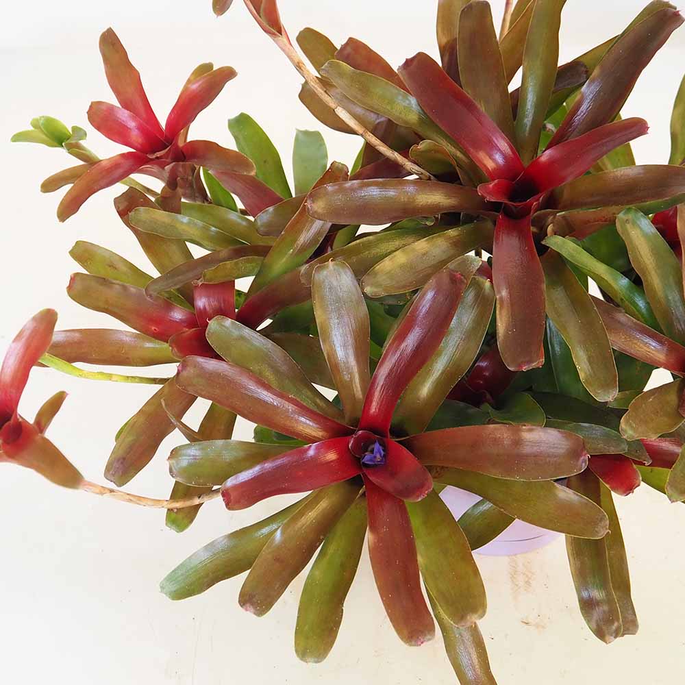 ネオレゲリア 【観葉植物 6号／1個売り】｜ 【植物のITANSE