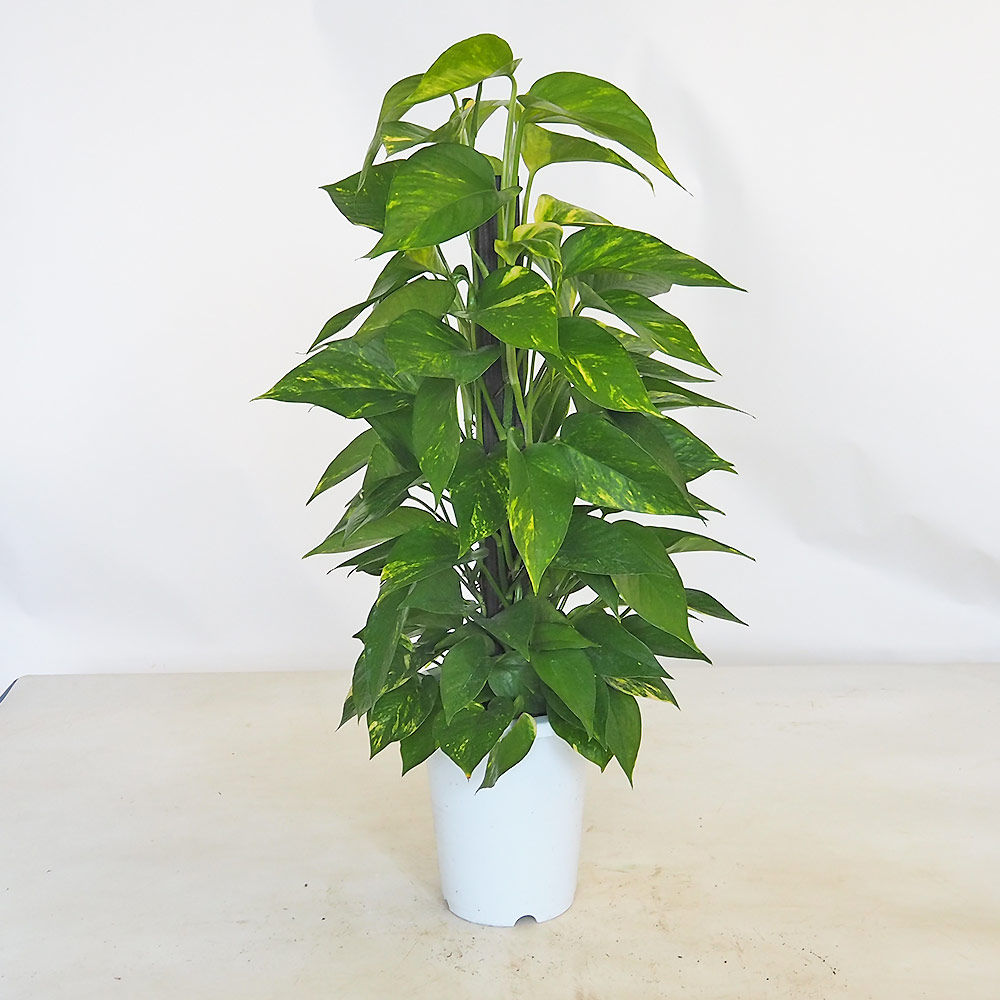 ヒカゲヘゴ　苗木　6号ポット　レア観葉植物　風水　古代植物　　リラックス効果 ヒカゲヘゴ 苗木 6号ポット レア観葉植物 風水 古代植物 リラックス