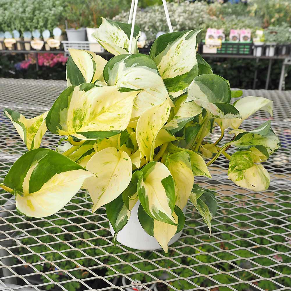 ポトス ステータス吊り 【観葉植物 5号／1個売り】