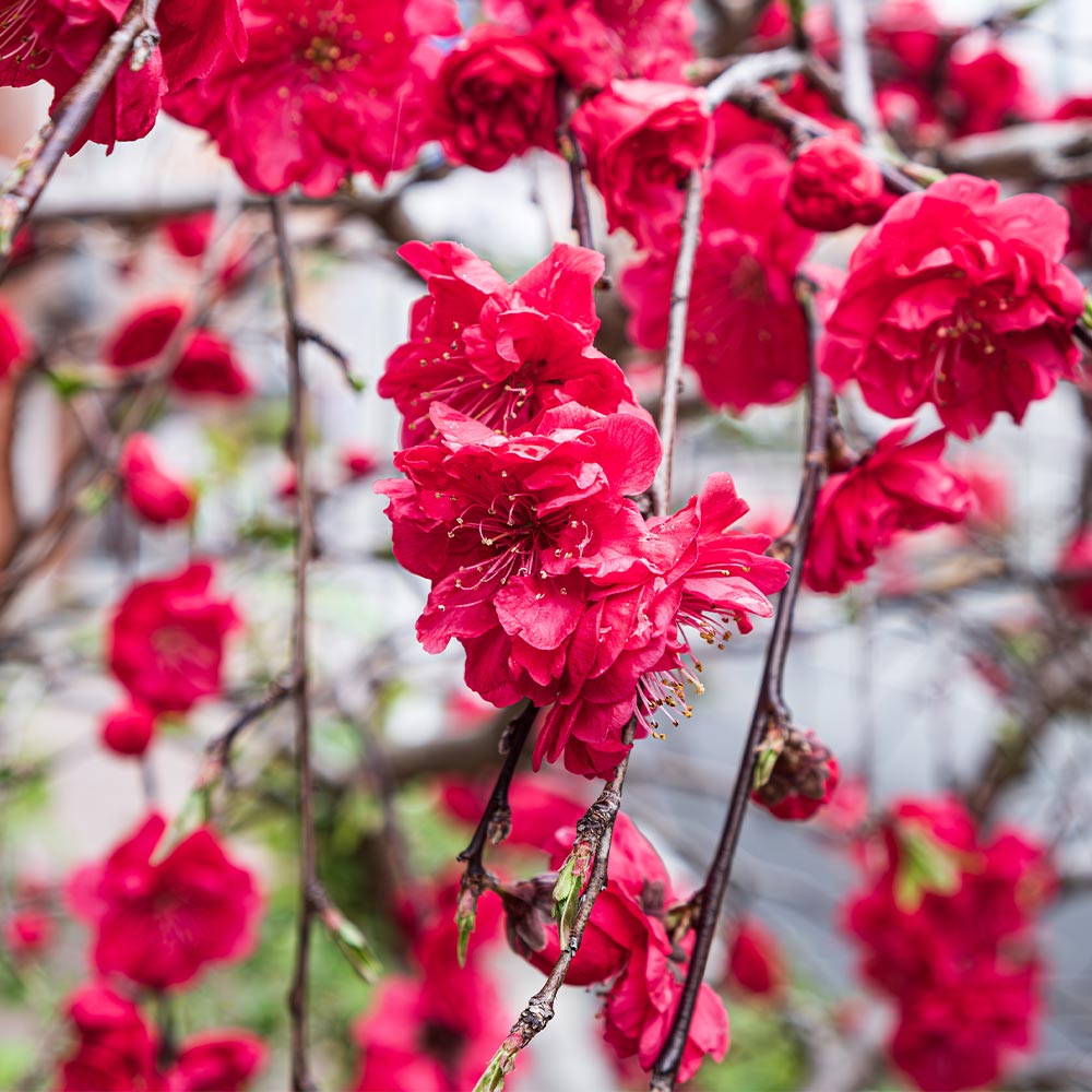 紅シダレ梅（梅）庭木（曲がりありカッチョイイサイズ） Amazon | 特撰