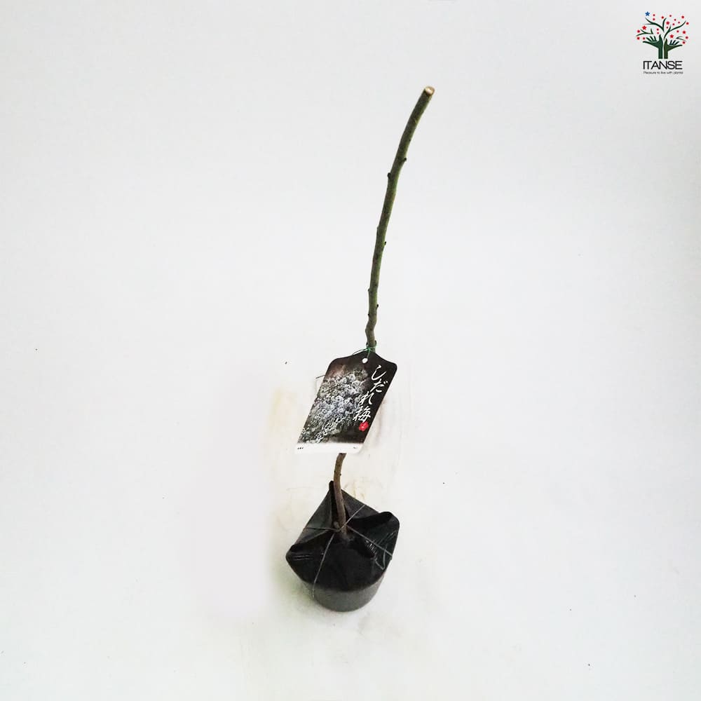 枝垂れ梅　白花　(引き取り※配達可能) 枝垂れ梅 白花 (引き取り※配達可能) 枝垂れ梅白花(引き取り※配達可能)