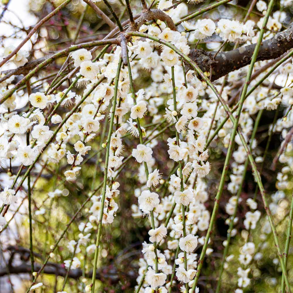 梅の苗木 しだれ梅 白花 【花木苗 4～5号／1個売り】｜ 【植物の
