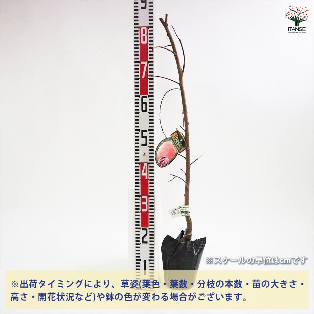 花桃の苗木 枝垂れ花桃 ひなのたき 【花木苗 4～5号／1個売り