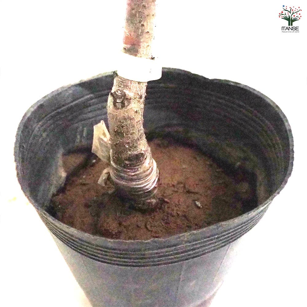 花桃の苗木 花桃 相模しだれ 【花木苗 4～5号／1個売り】｜ 【植物の