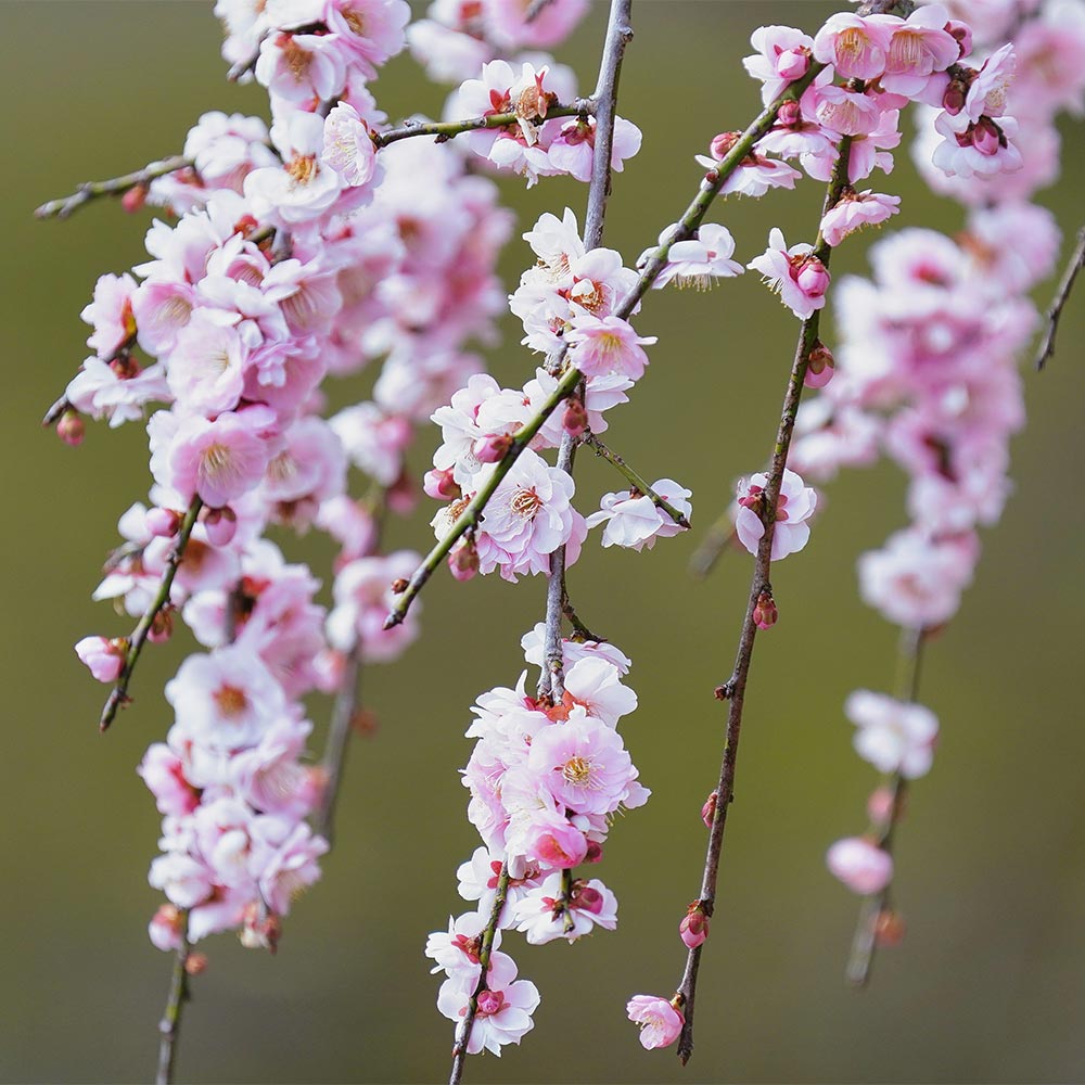 梅の苗木 しだれ梅 ピンク花 【花木苗 4～5号／1個売り】