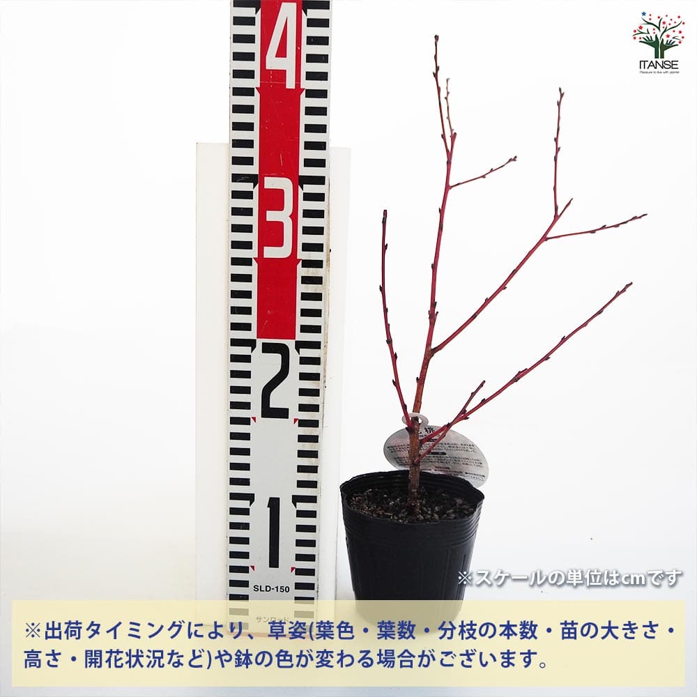 桃の花 MOMOSE MJ-KYOZKR SP24/E モモセ 【 ダイナシティ小田原店