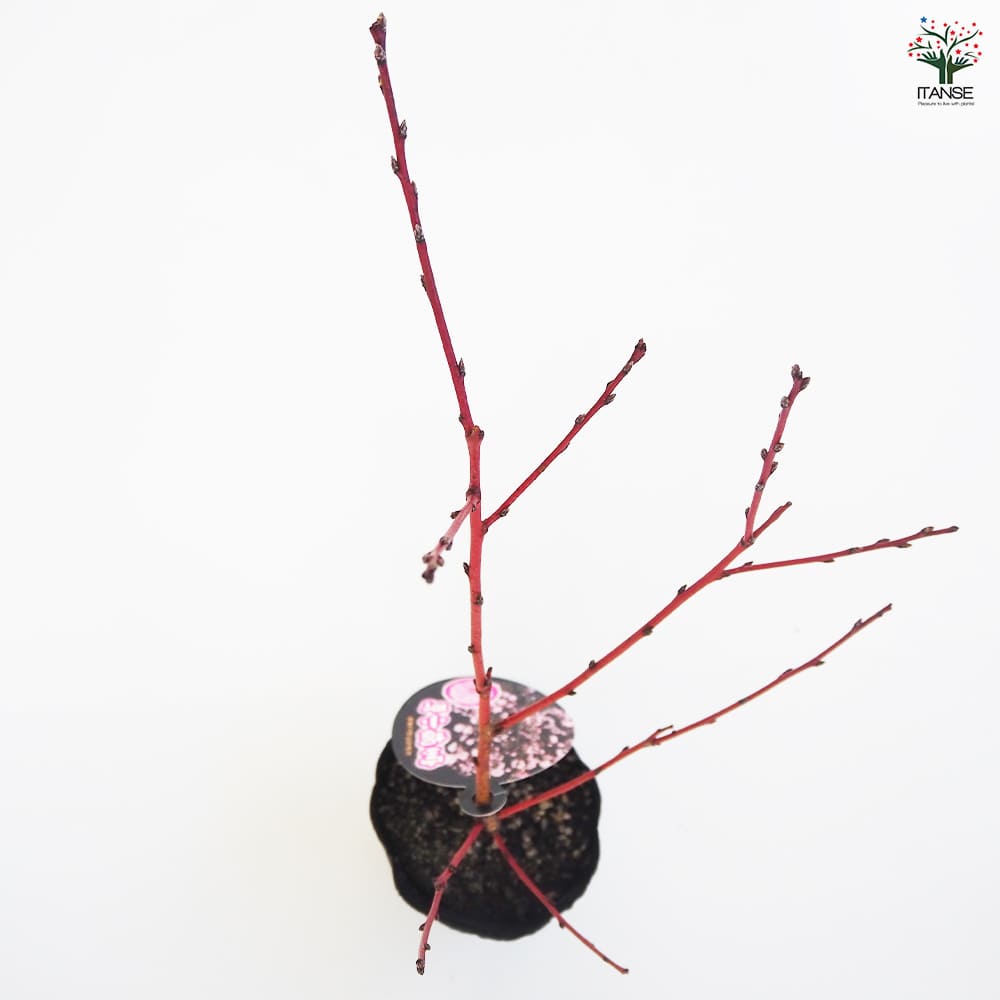 花桃の苗木 宝塚小町 【花木苗 3.5号】｜ 【植物のITANSE