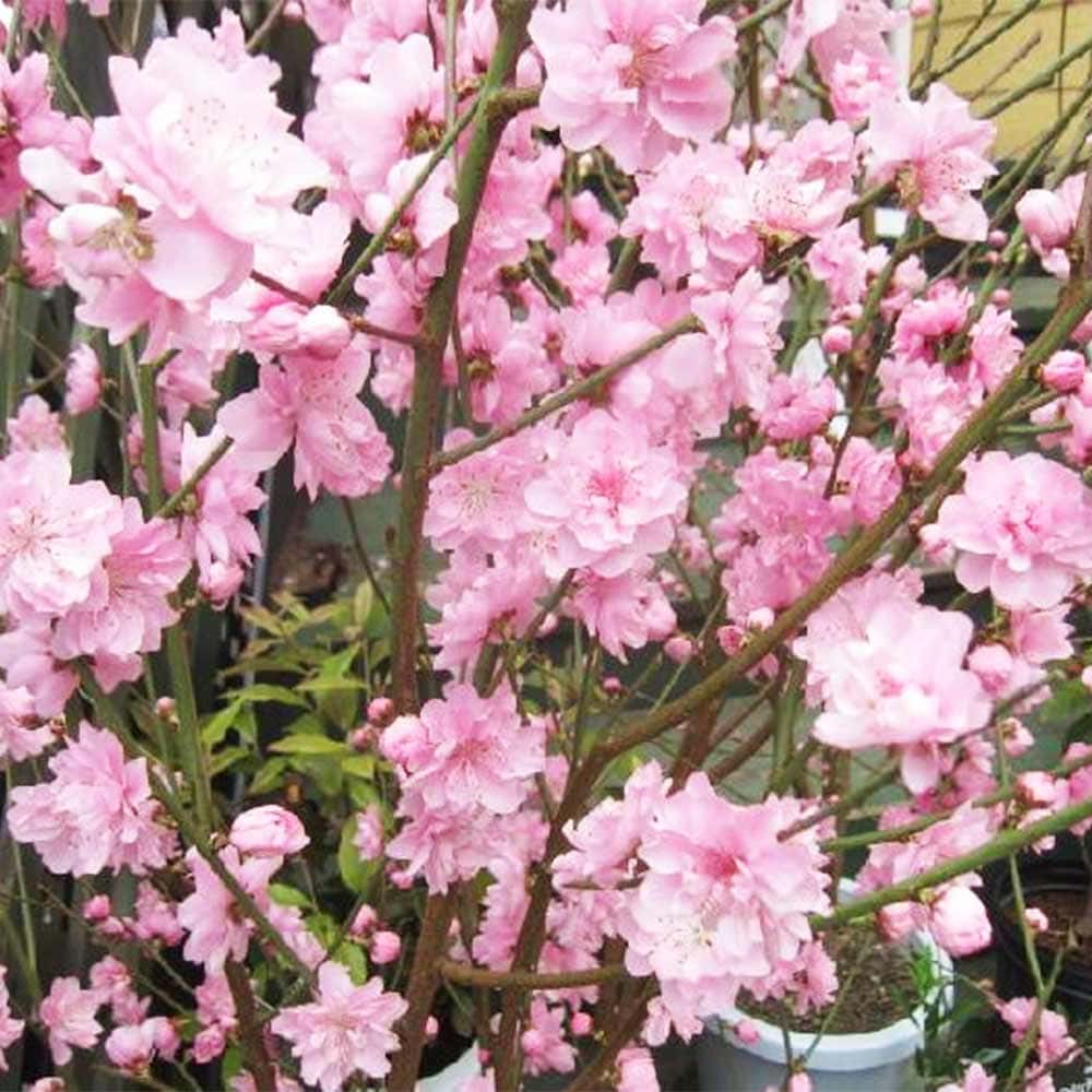花桃の苗木 宝塚小町 【花木苗 3.5号】｜ 【植物のITANSE