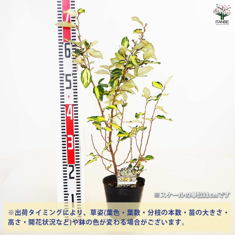 ナワシログミ マリリン 【庭木 5号／1個売り】｜ 【植物のITANSE