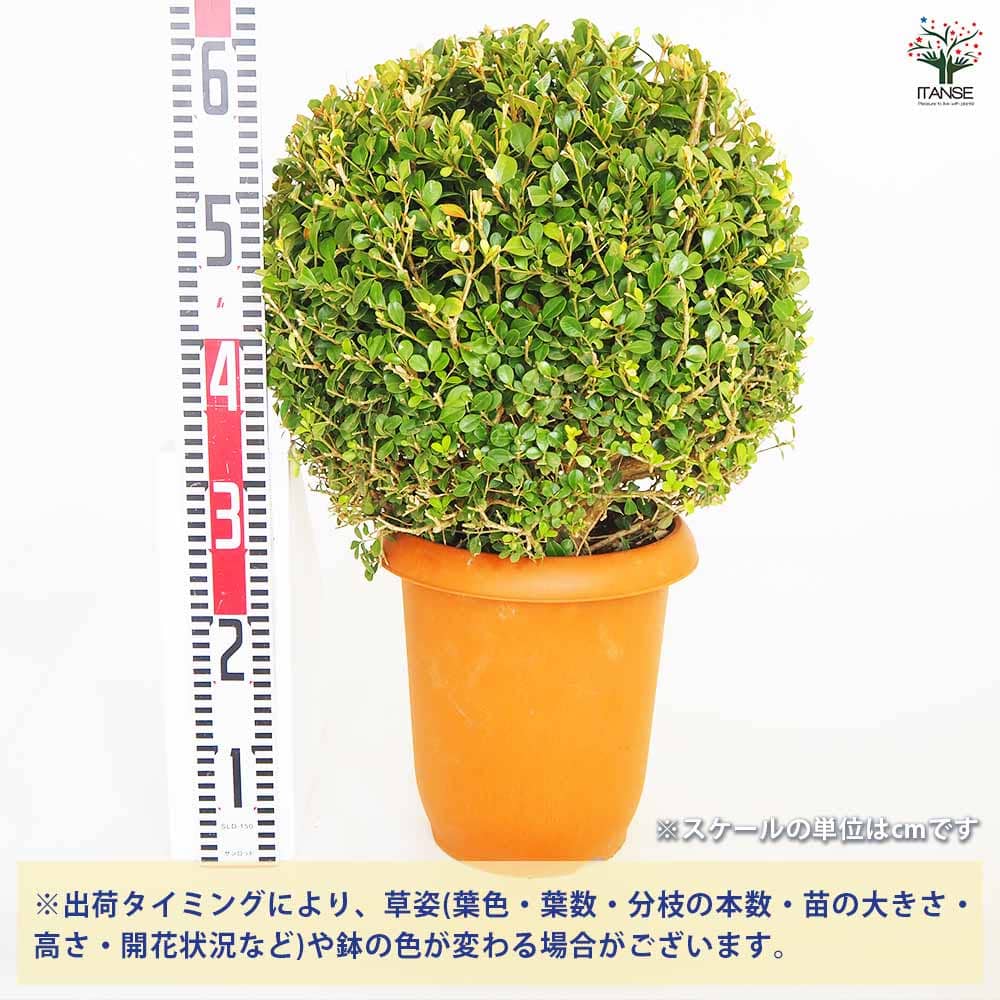 ボックスウッド 球形 植物 ボックスウッド トピアリー 70cm (造花 人工観葉植物 樹木 円形