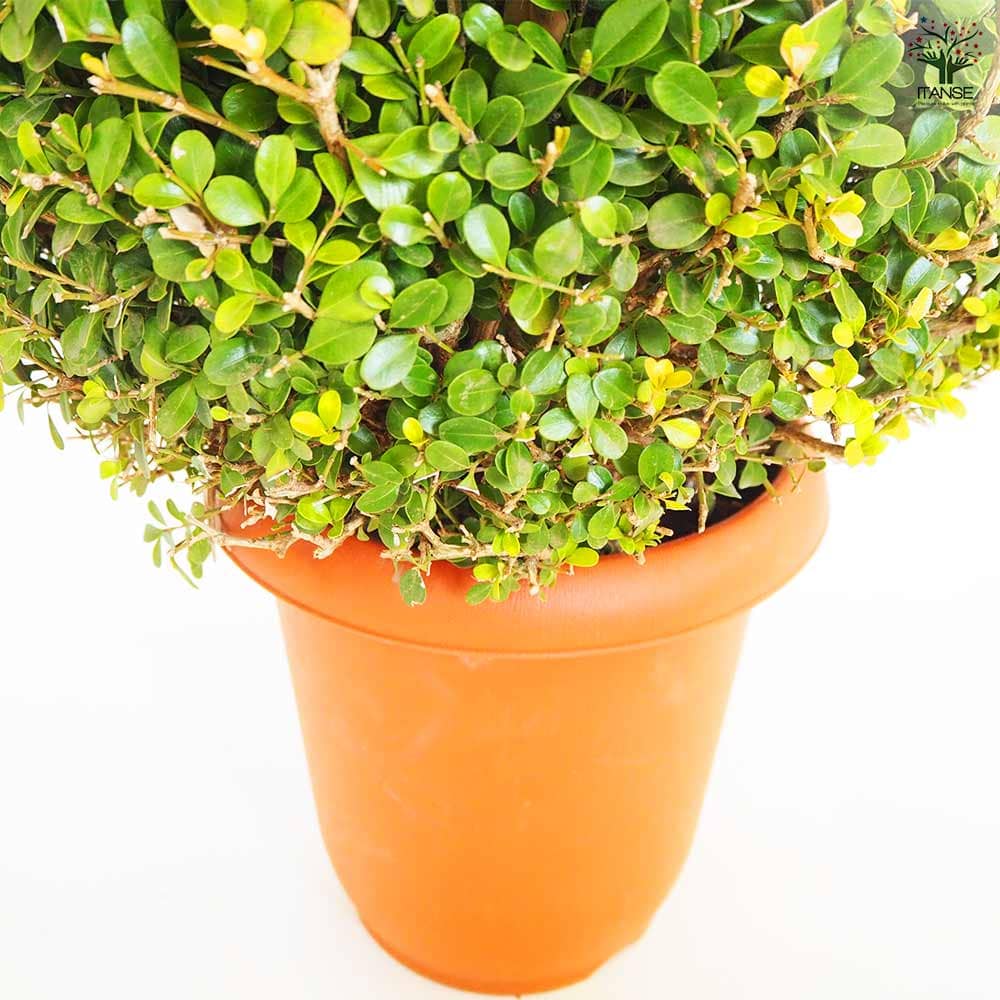 ボックスウッド 玉仕立て 【庭木 8号／1個売り】｜ 【植物の