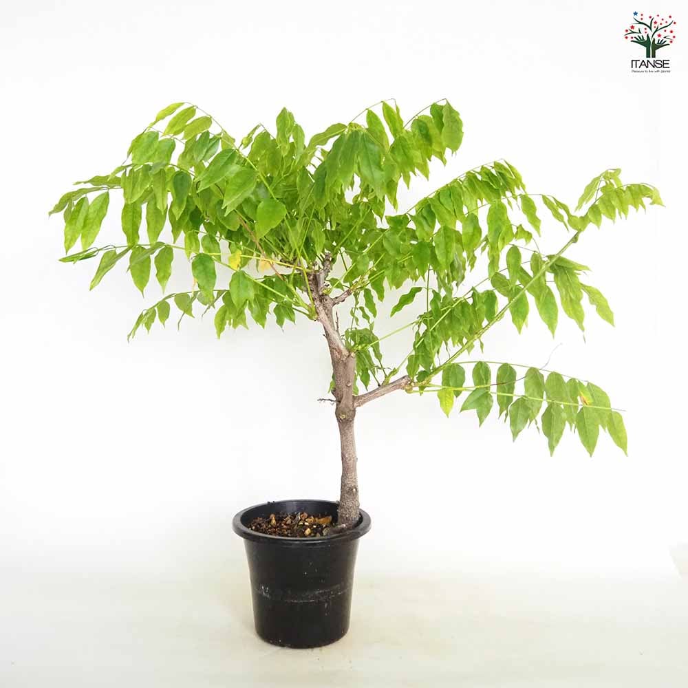 一才藤 【花木苗 5号／1個売り】｜ 【植物のITANSE】全品