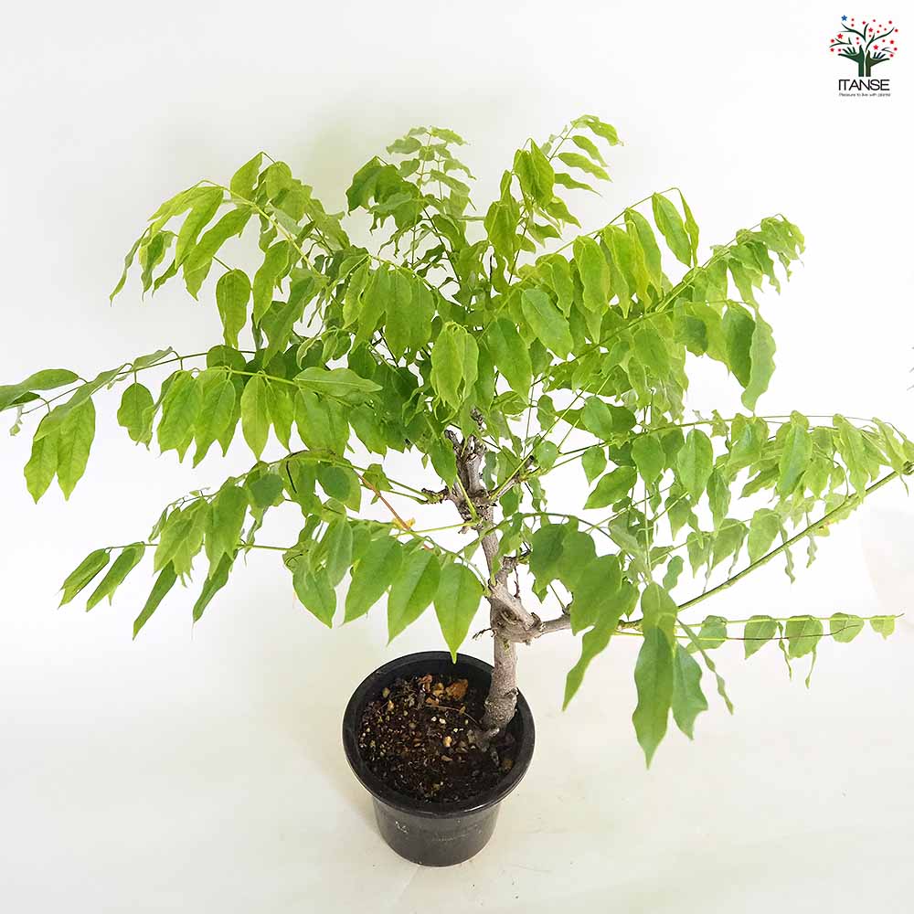 一才藤 【花木苗 5号／1個売り】｜ 【植物のITANSE】全品送料