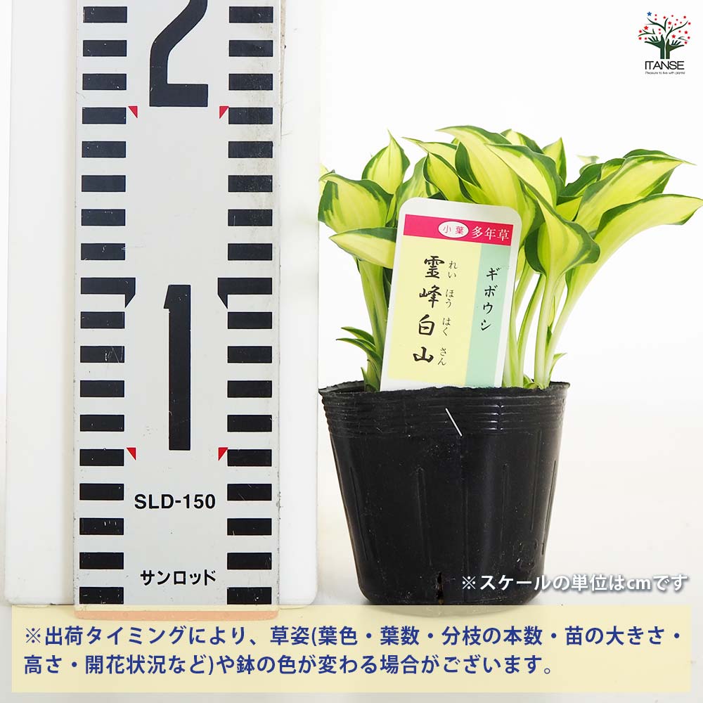 ホスタ(ギボウシ) 霊峰白山 【花苗 2.5～3号】｜ 【植物のITANSE