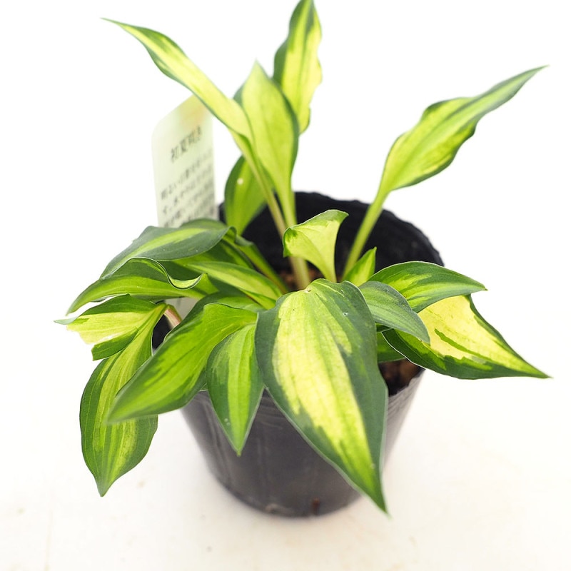 ホスタ(ギボウシ)｜【植物のITANSE】全品送料無料・即出荷!