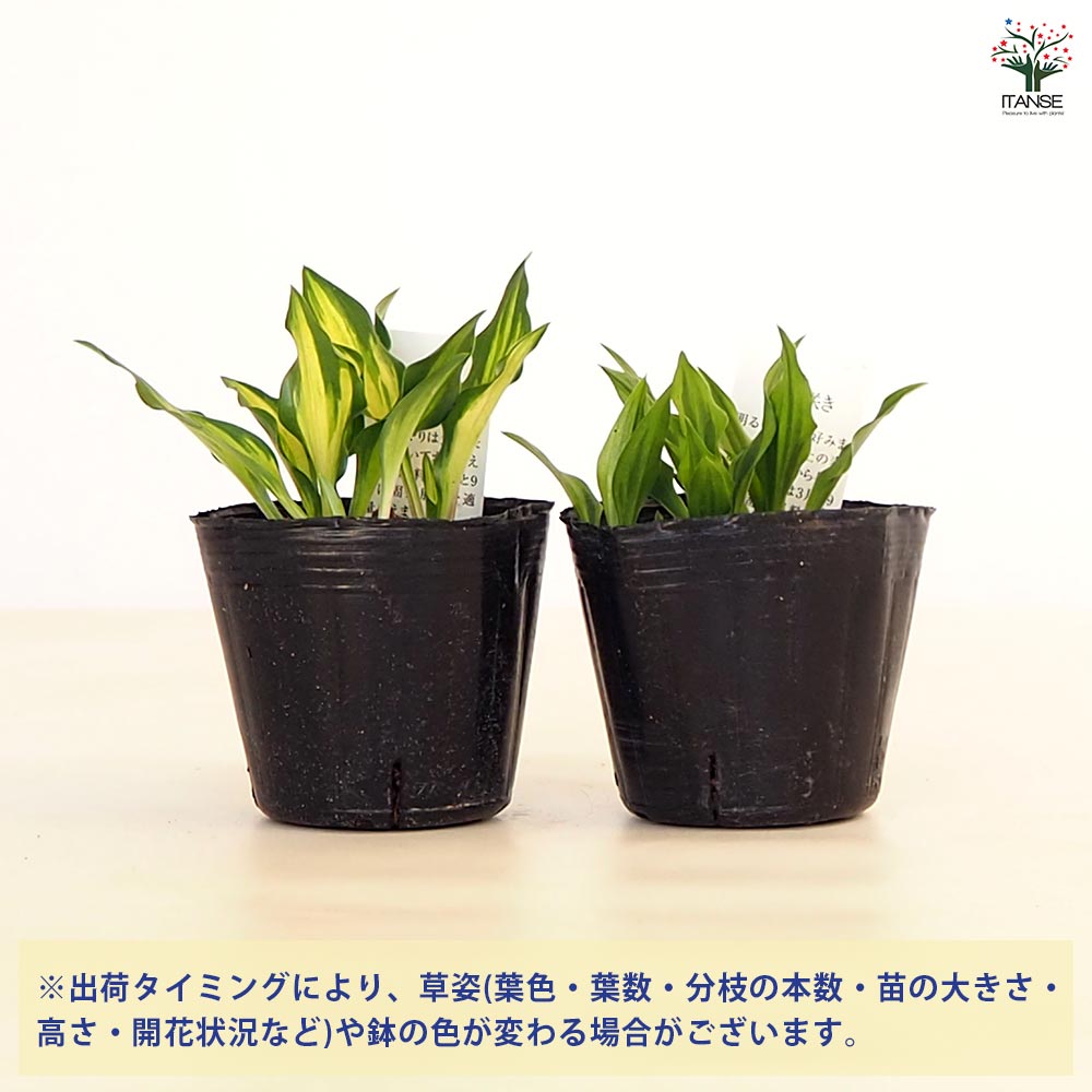 ホスタ(ギボウシ) 乙女四倍体 【花苗 3号】｜ 【植物のITANSE