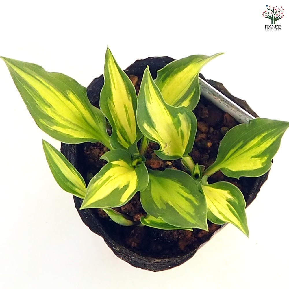 ホスタ(ギボウシ) 乙女四倍体 【花苗 3号】｜ 【植物のITANSE