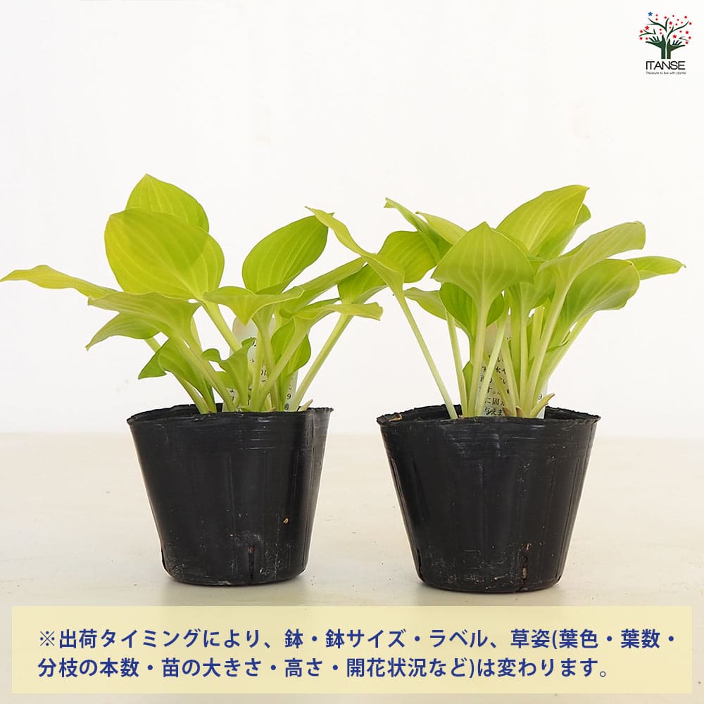 ホスタ(ギボウシ) 黄金丸(こがねまる) 【花苗 3号】｜ 【植物の