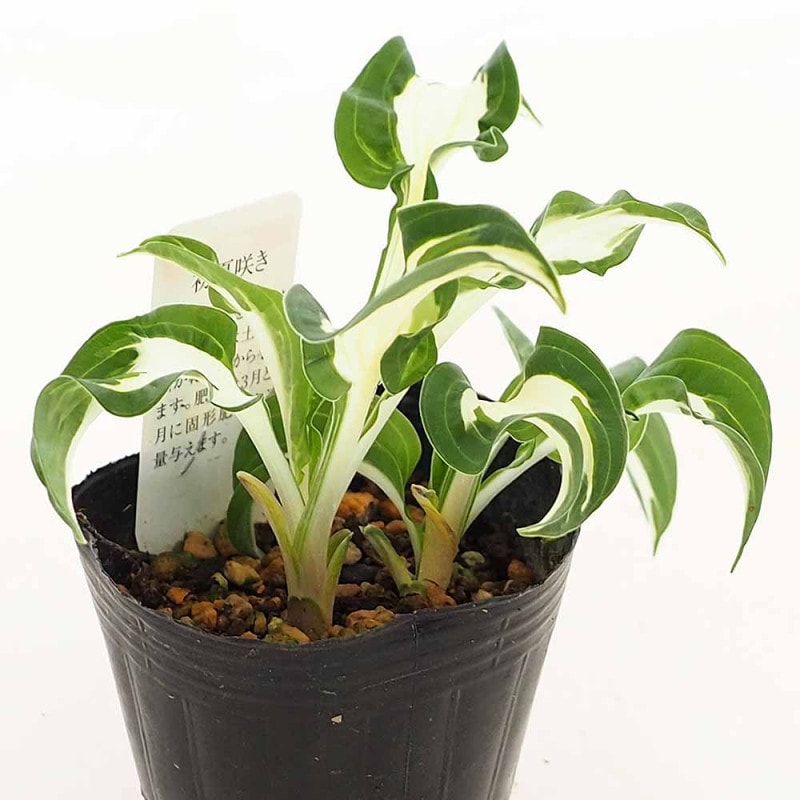 ホスタ(ギボウシ) むらさきギボウシ 【花木苗 3号】｜ 【植物の
