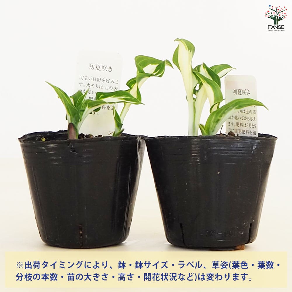 ホスタ(ギボウシ) シルバーストリーク 【花苗 3号】｜ 【植物の