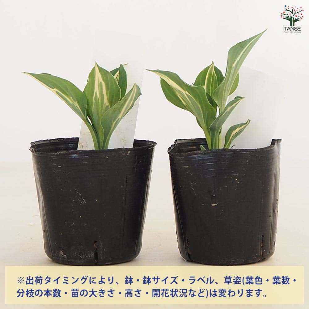 ホスタ(ギボウシ) キウィフルモンティ 【花苗 3号】｜ 【植物の