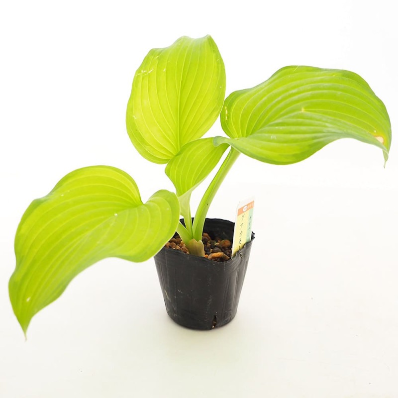 シンゴニューム(シンゴニウム) フレンチマーブル 【観葉植物 4号