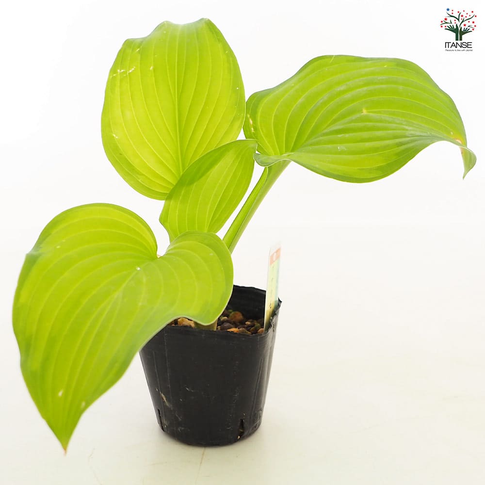 ホスタ(ギボウシ) グアカモール 【花苗 3号】｜ 【植物のITANSE