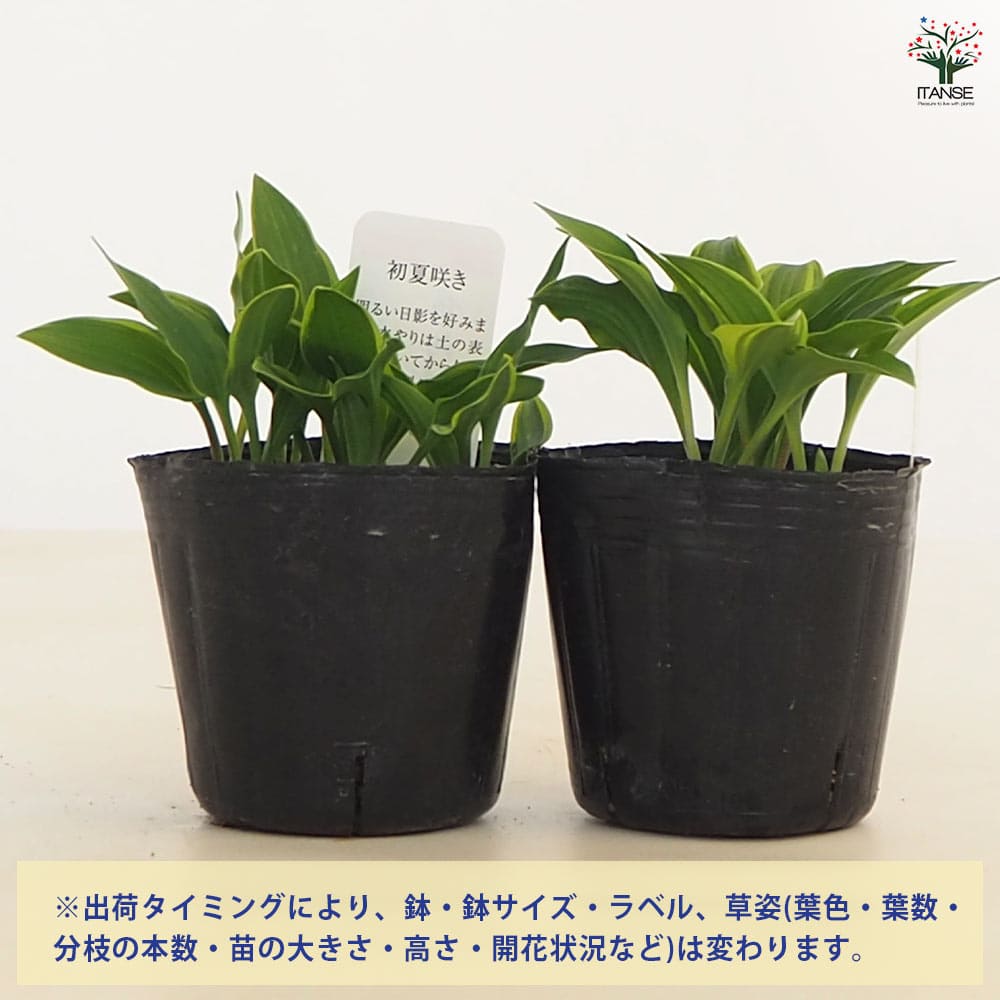 ホスタ(ギボウシ) 銀河明星 【花苗 3号】｜ 【植物のITANSE