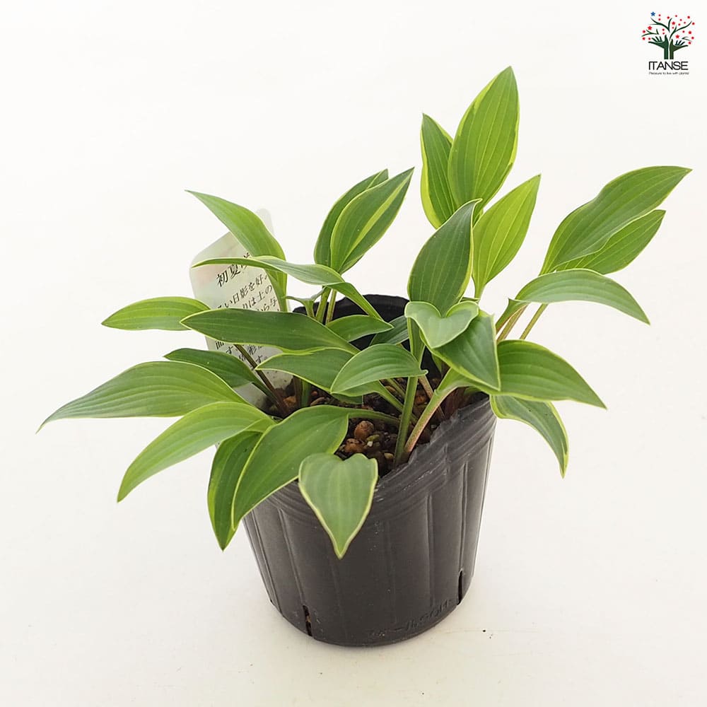 ホスタ (ギボウシ)12cm 2品種 品種名不明 ホスタ (ギボウシ)12cm 2品種 品種名不明