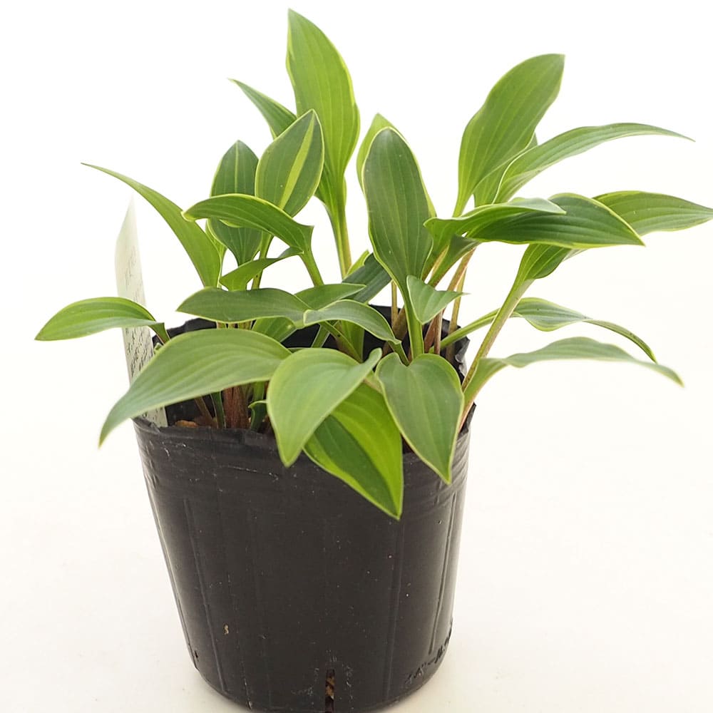 ホスタ (ギボウシ)12cm 2品種 品種名不明 ホスタ (ギボウシ)12cm 2品種 品種名不明 ギボウシ（ホスタ）の種類は