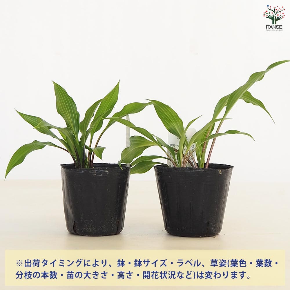 ホスタ(ギボウシ) 細葉岩ギボウシ 【花苗 3号】｜ 【植物の