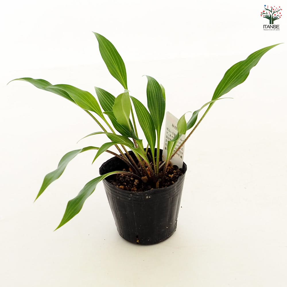 ホスタ(ギボウシ) 細葉岩ギボウシ 【花苗 3号】｜ 【植物の