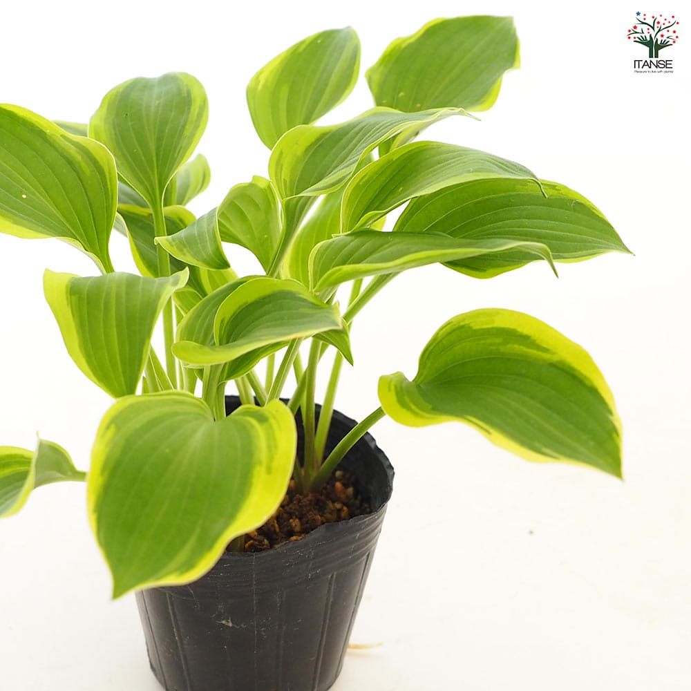 ホスタ(ギボウシ) ゴールデンティアラ 【花苗 3号】｜ 【植物の