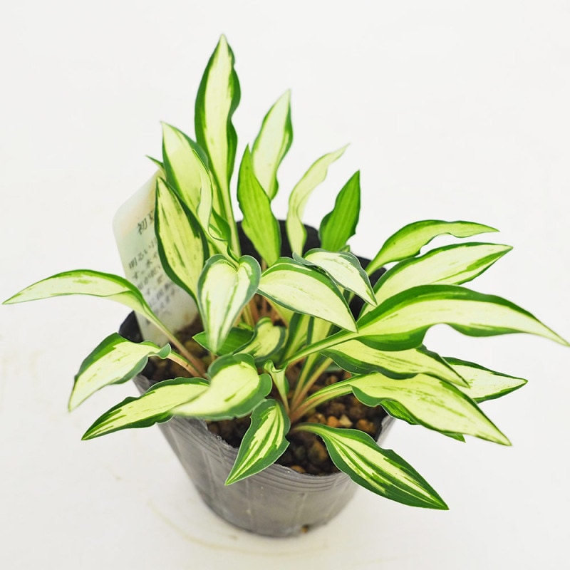 ユーフォルビア バリダ 【多肉植物 4号／1個売り】｜ 【植物の