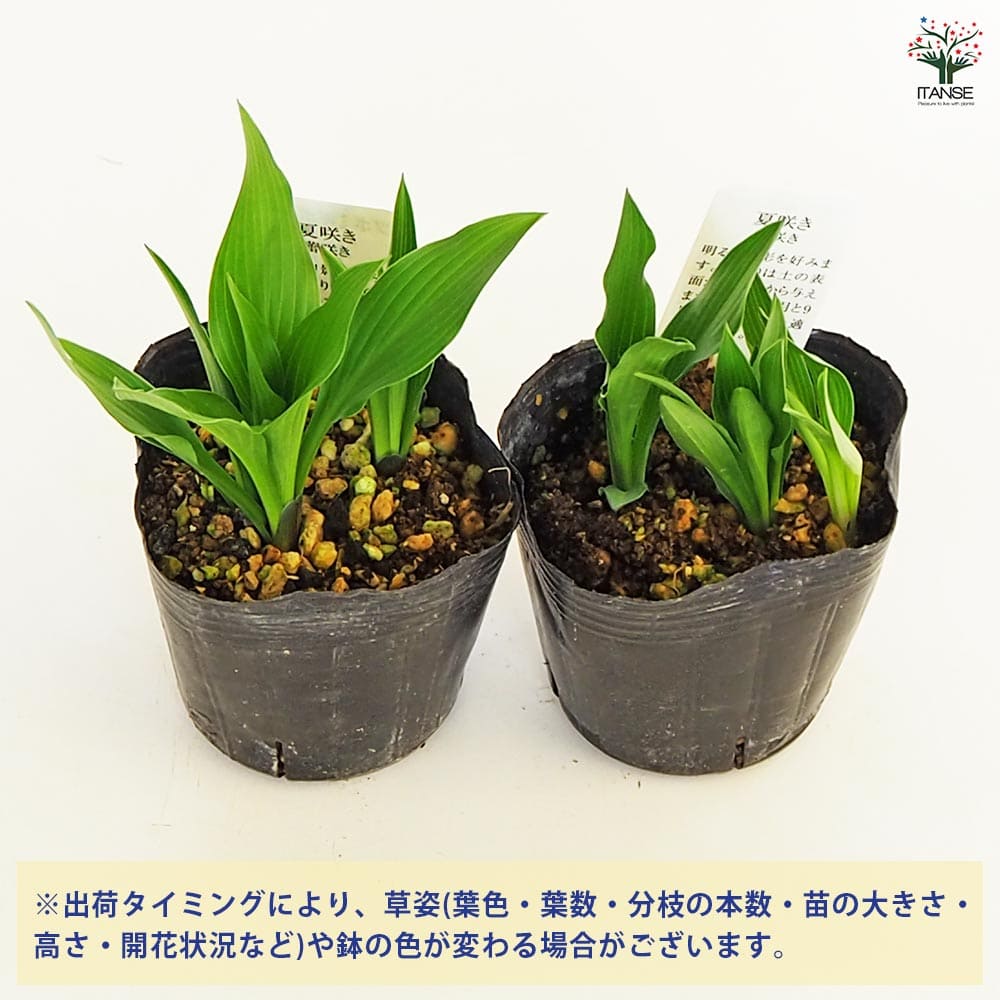 追加商品画像