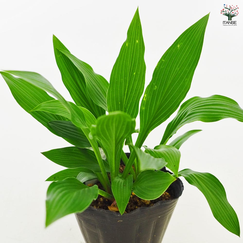 ホスタ(ギボウシ) ツボミギボウシ 【花苗 3号】｜ 【植物の