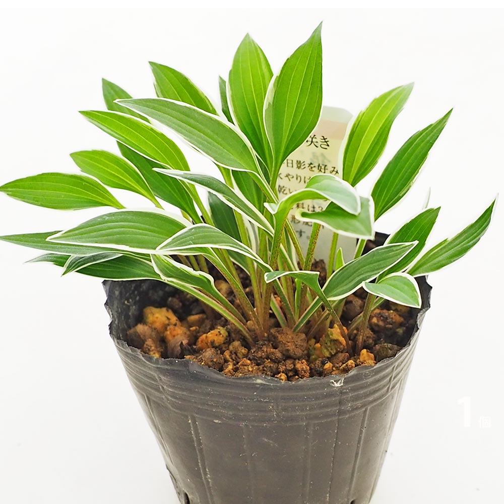 ホスタ(ギボウシ) 銀河 【花苗 3号】｜ 【植物のITANSE】全品