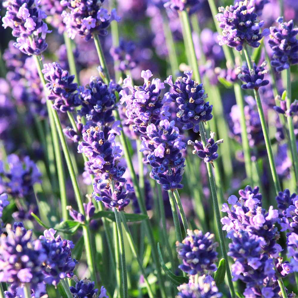 イングリッシュラベンダー アーリーブルー 【ハーブの苗 5号】