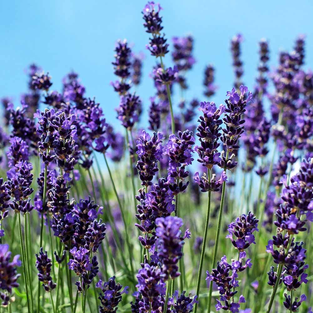 イングリッシュラベンダー ふらのぶるー 【ハーブの苗 5号】