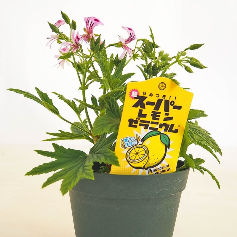 矮性桃 みきドワーフ 【果樹の苗木 5号／1個売り】｜ 【植物の