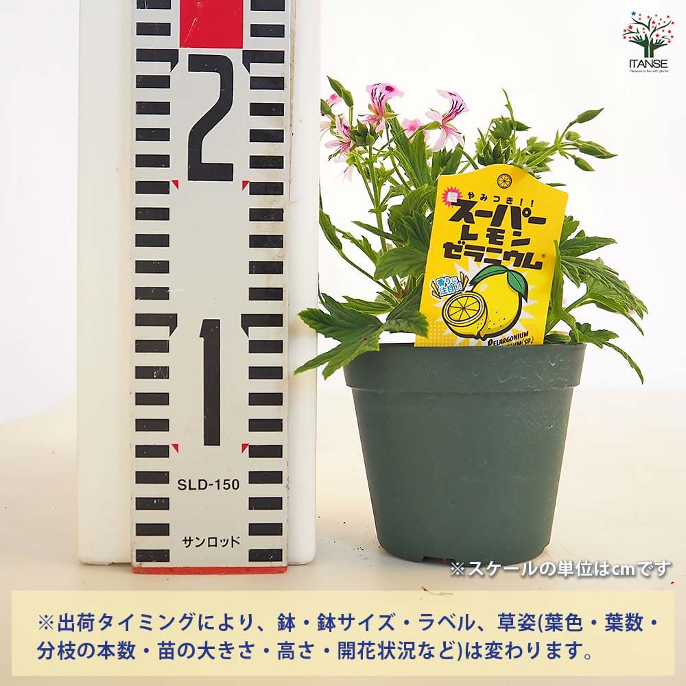スーパーレモンゼラニウム 【ハーブの苗 3.5号】｜ 【植物の