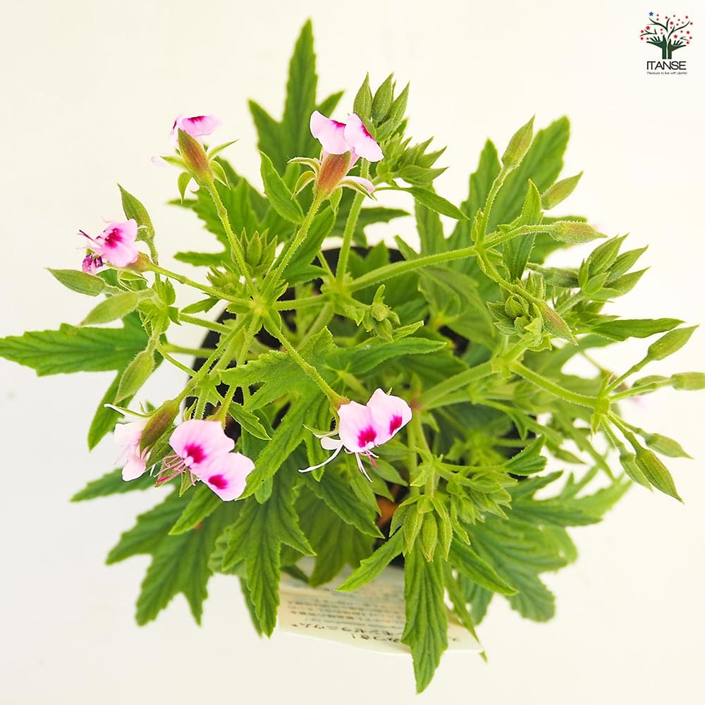 スーパーレモンゼラニウム 【ハーブの苗 3.5号】｜ 【植物の