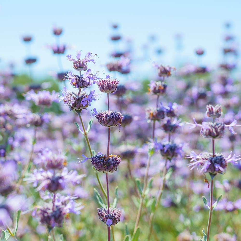 クレベラントセージ 【ハーブの苗 7号／1個売り】