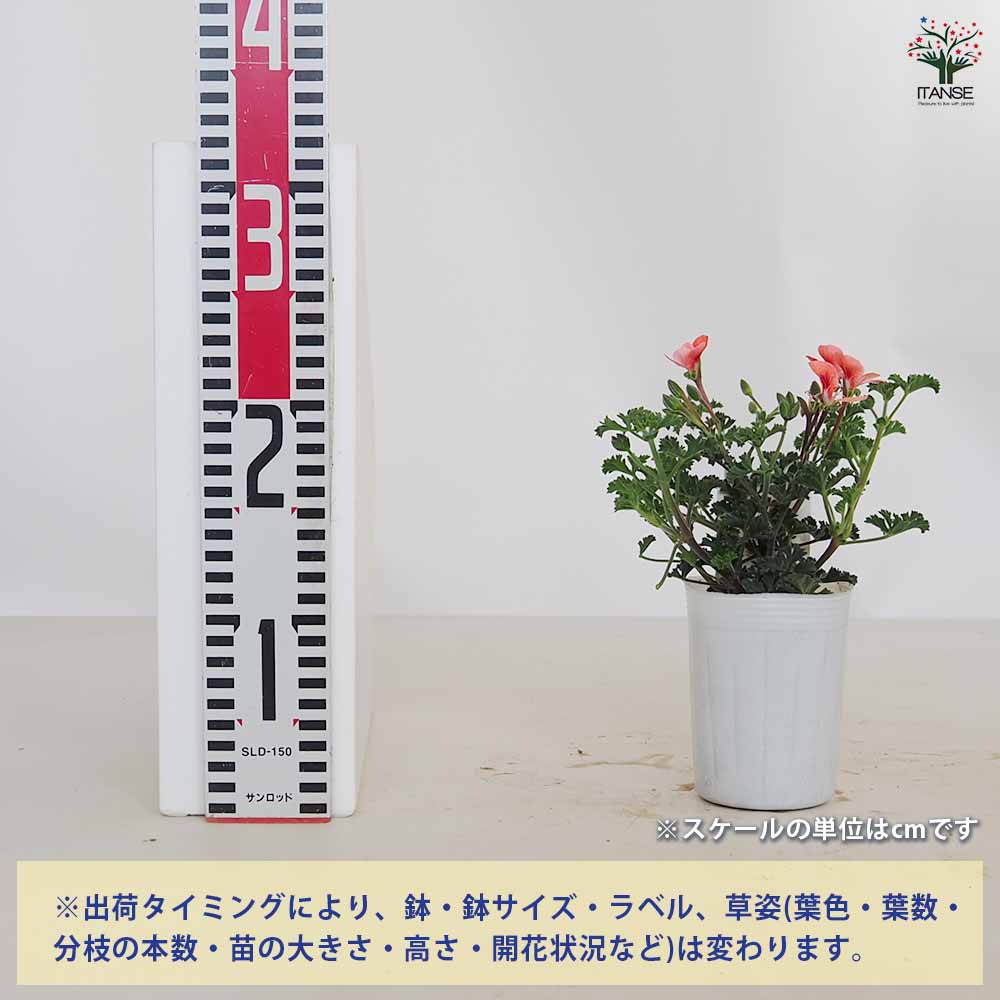 ペラルゴニウム エンジェルアイズオレンジ 【ハーブの苗 3号