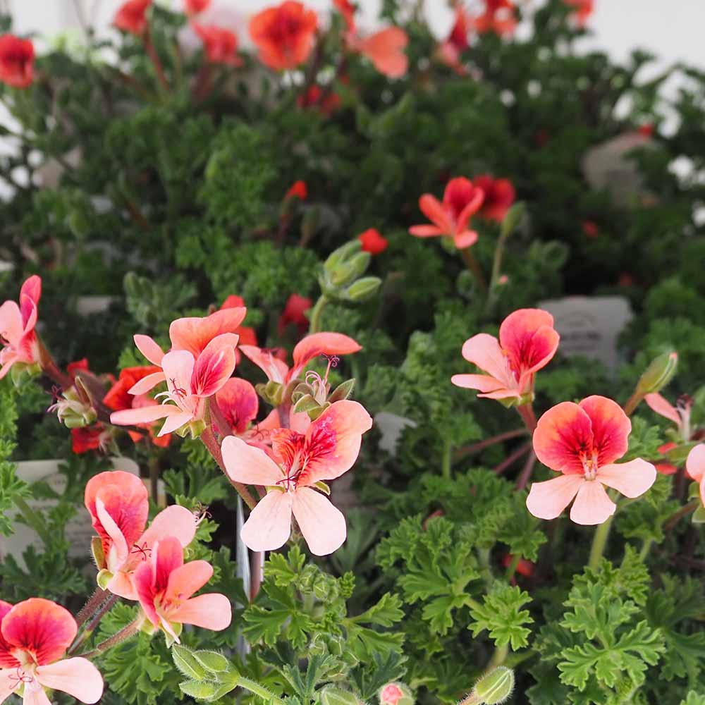 ペラルゴニウム エンジェルアイズオレンジ 【ハーブの苗 3号】