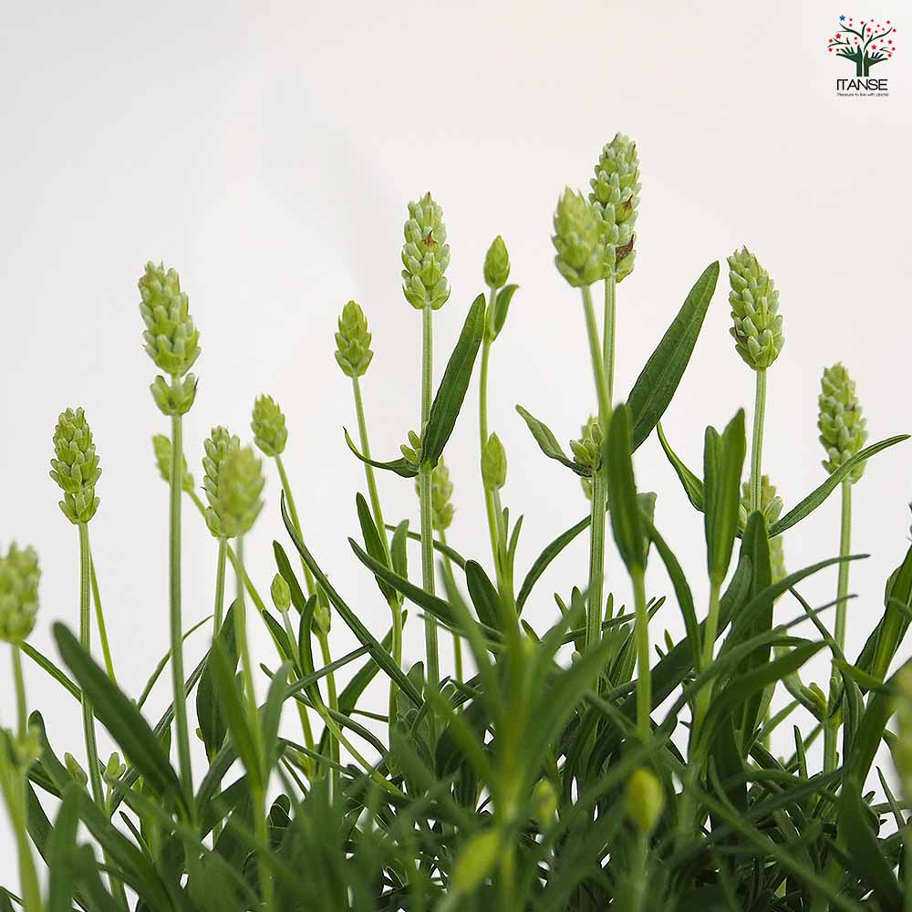ラベンダー ふらのの小雪 【ハーブの苗 4号】｜ 【植物のITANSE
