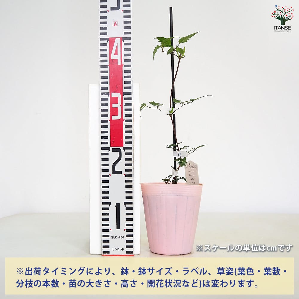 様 ミツヤヤシ3本立ち（26）、ククイノキ6本セット、モモタマナ2本
